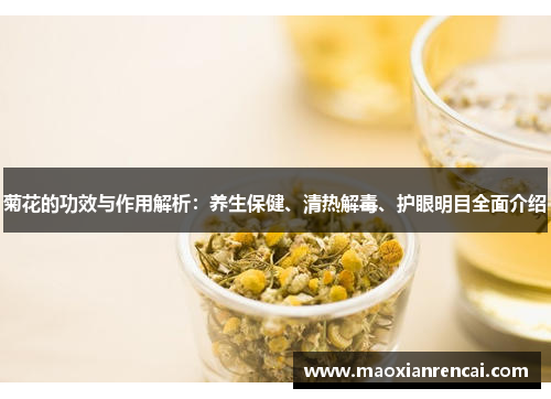 菊花的功效与作用解析：养生保健、清热解毒、护眼明目全面介绍
