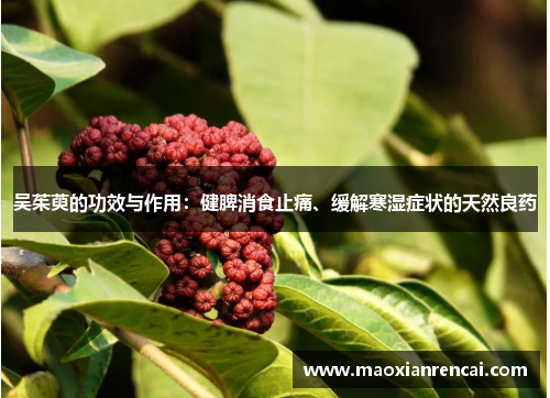 吴茱萸的功效与作用：健脾消食止痛、缓解寒湿症状的天然良药